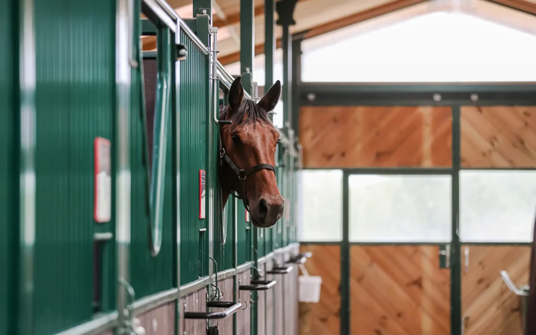 Comment assurer le bien-être de son cheval au box ?