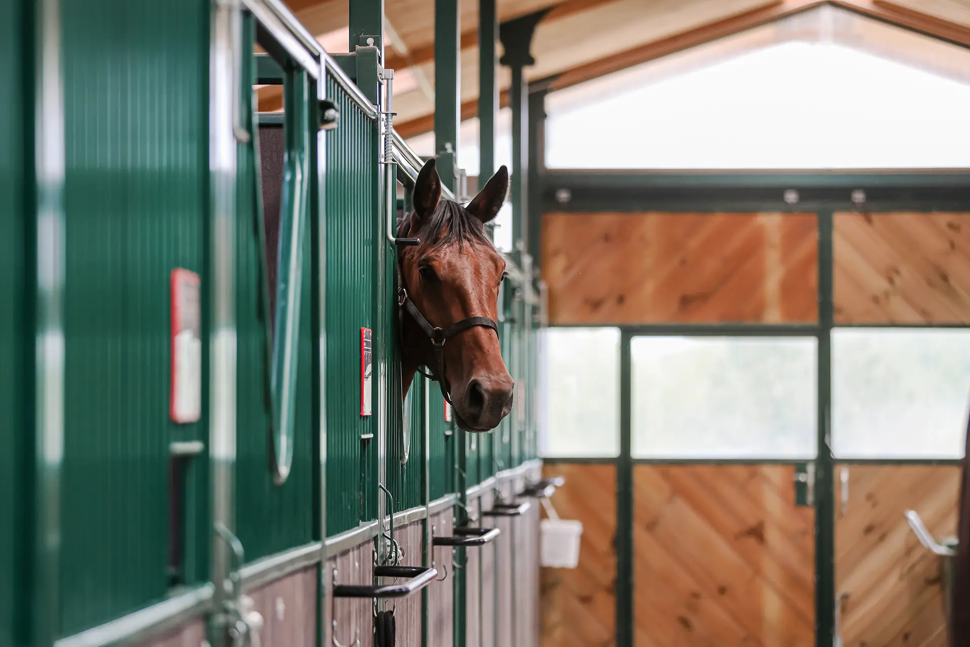 Comment assurer le bien-être de son cheval au box ?